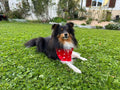 Lewis - Champions du monde d'agility petites tailles 2025