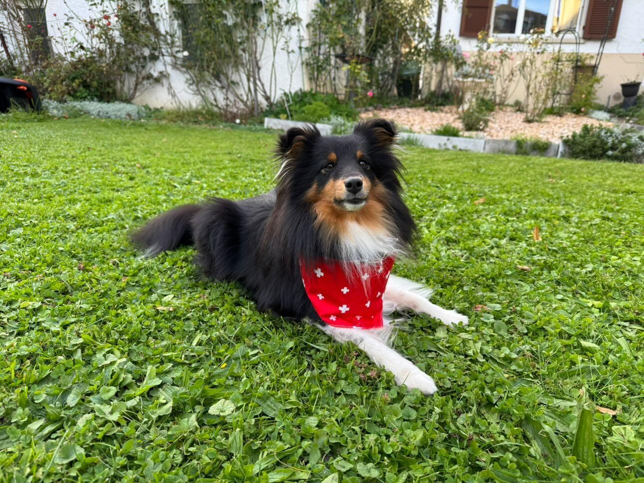 Lewis - Agility world champions small 2025