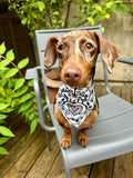 Amber - @ambersausagedog
