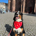 Akira - @akira_bernesemoutaindog