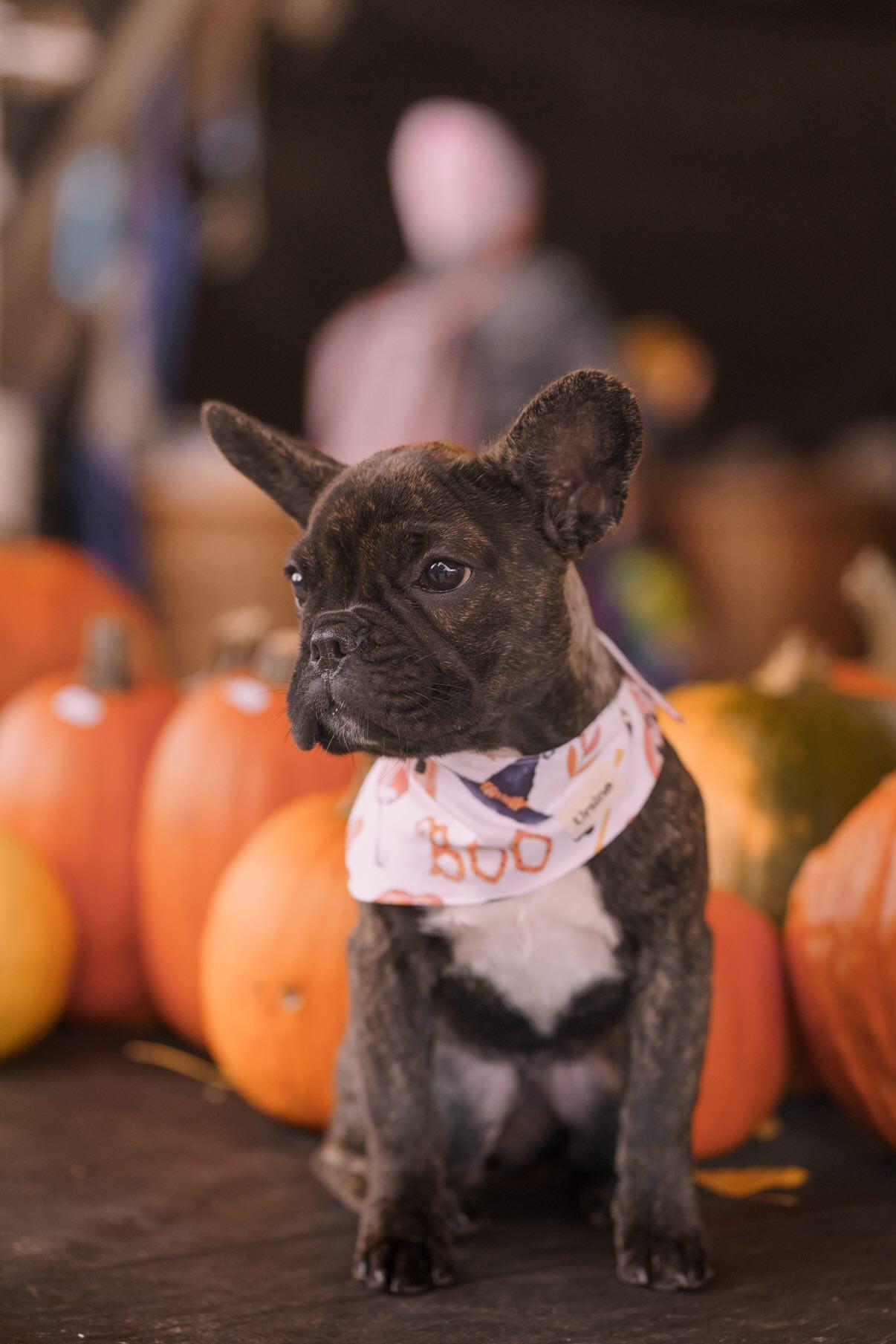 Nori - @its.nori.thefrenchie