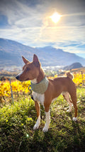 Peewee - @peewee_the_basenji